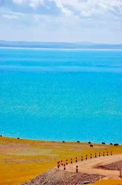 高原绿韵,青海——绿色明珠的播音稿